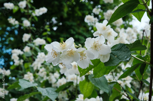 Beautiful flowers bloomed in early summer in the city park.