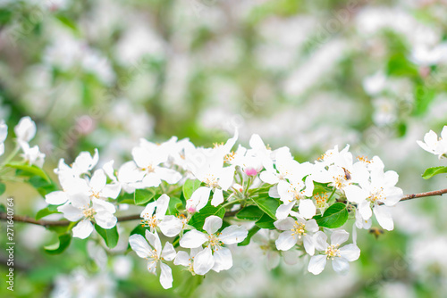 branches of white flowering Apple tree