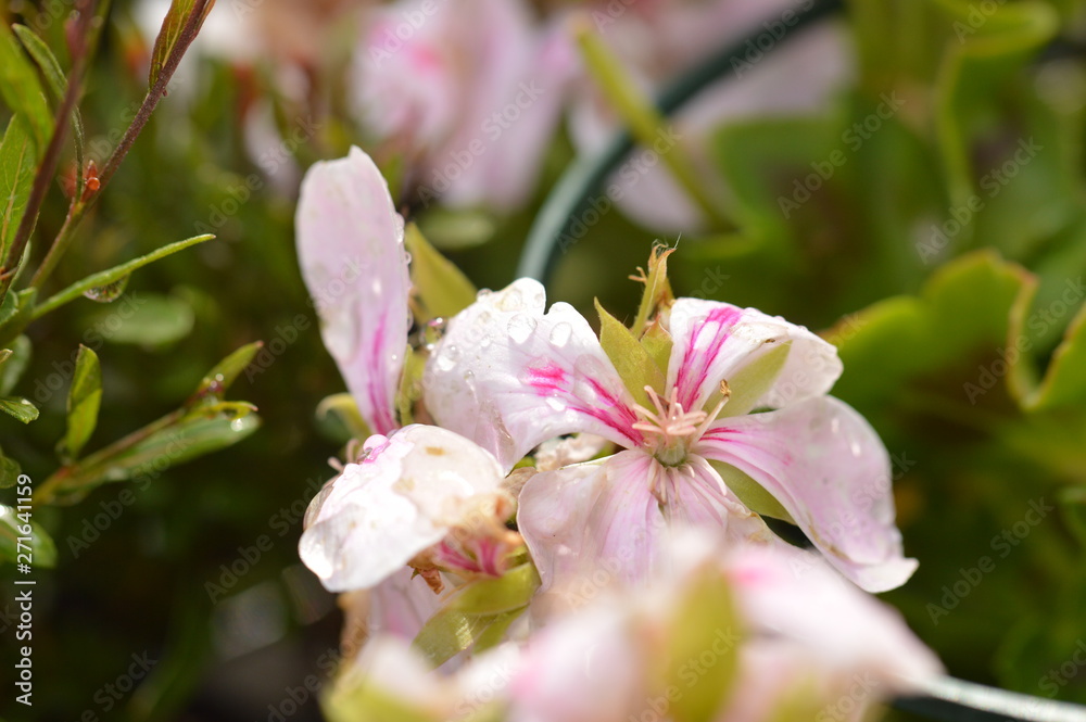 Obraz premium Flower