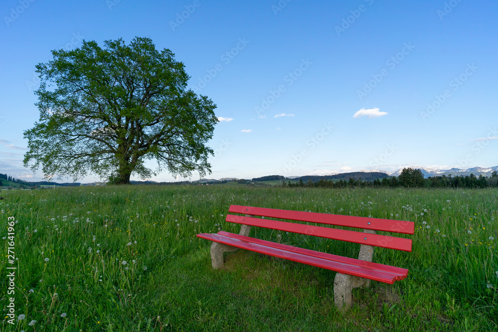 red seat bench on green spring mradow wizh a huge tree in Background red seat bench on green spring mradow wizh a huge tree in Background
