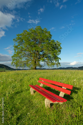 red seat bench on green spring mradow wizh a huge tree in Background photo