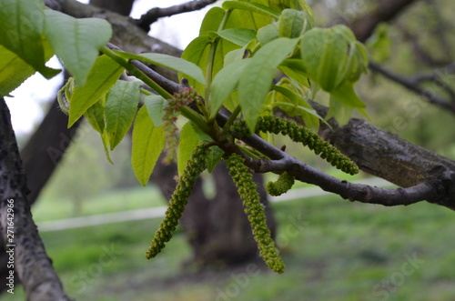 Skrzydłorzech kaukaski, młode liscie i pąk kwiatowy, Pterocarya fraxinifolia  photo