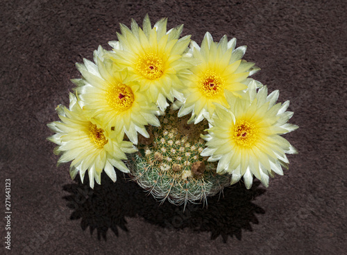 a parodia concinna notocactus apricus viewed from the top showing five dark yellow flowers above the plant with the cactus plant visible under the flowers photo