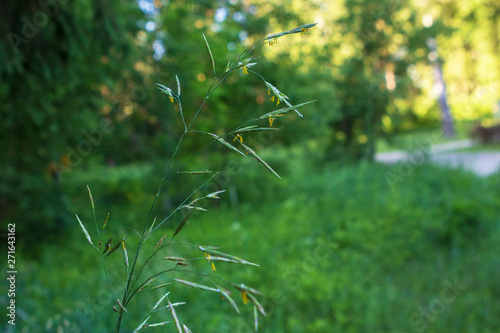 Branch of green plant