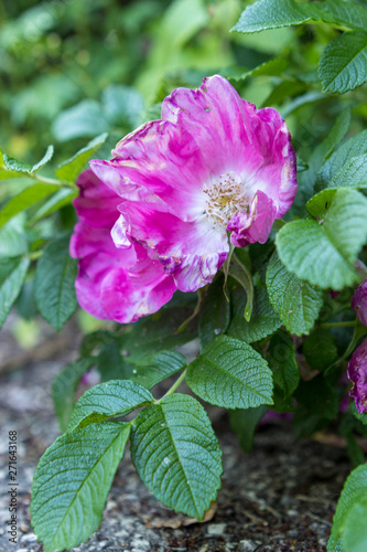 Pink flower