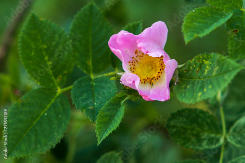 Pink with yellow flower
