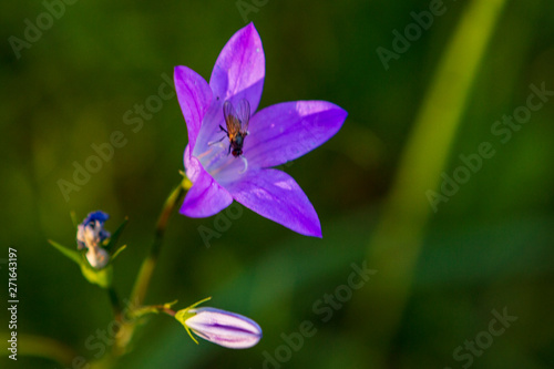 Purple flower