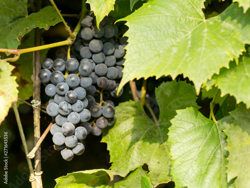 Autumn harvest of grapes
