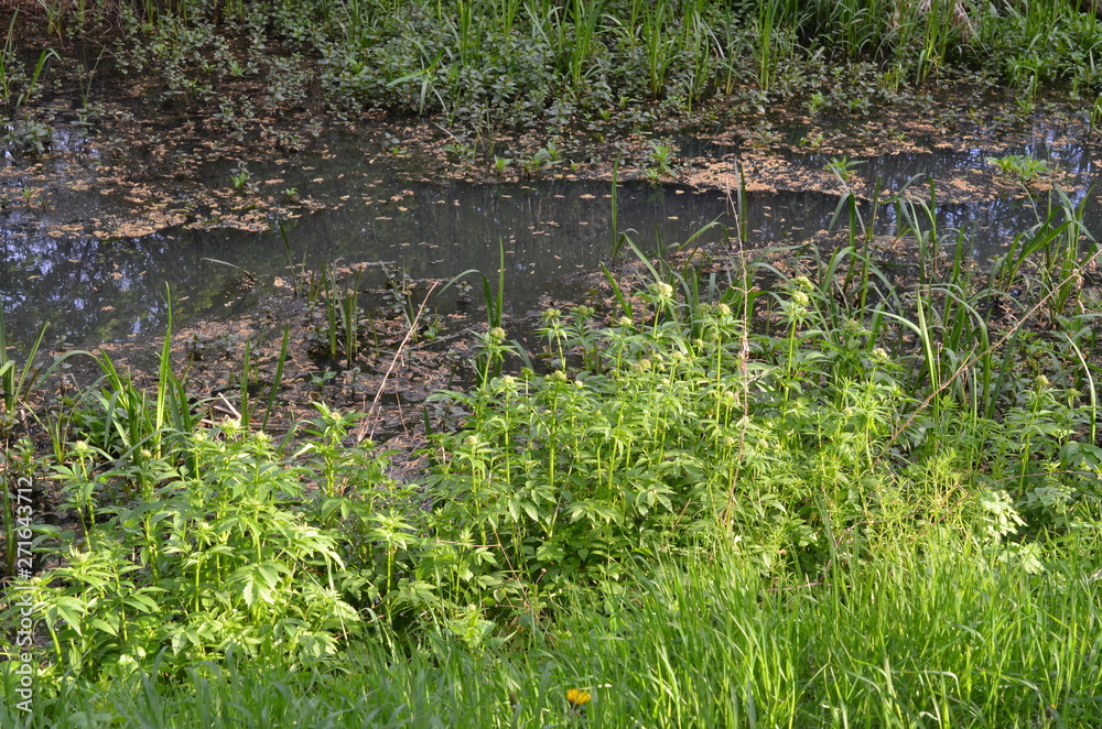 Kozłek lekarski, pąki kwiatowe, przed kwitnieniem, Valeriana officinalis Kozłek lekarski, pąki kwiatowe, przed kwitnieniem, Valeriana officinalis