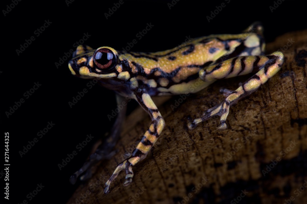 Fototapeta premium Tukeit hill frog (Allophryne ruthveni)