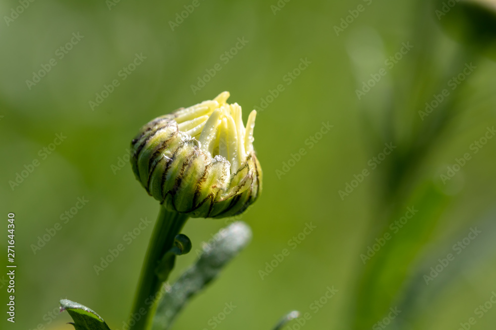 Margeriten, Blütenknospe Margeriten, Blütenknospe