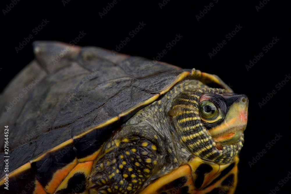 Indian roofed turtle (Pangshura tecta) Indian roofed turtle (Pangshura tecta)