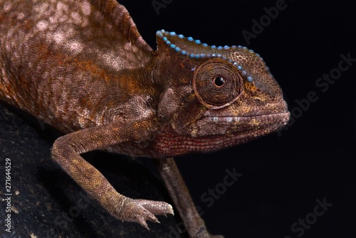 Sail Backed Chameleon.(Trioceros cristatus) photo