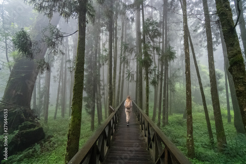 Blonde Caucasian Female Foreign Tourist Visit Alishan Scenic Area Walking Through Forest with Mist, Haze and Fog in Taiwan
