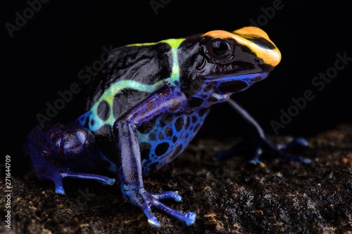 Fotografie, Tablou “Robertus” dart frog (Dendrobates tinctorius Robertus) Alalapadu