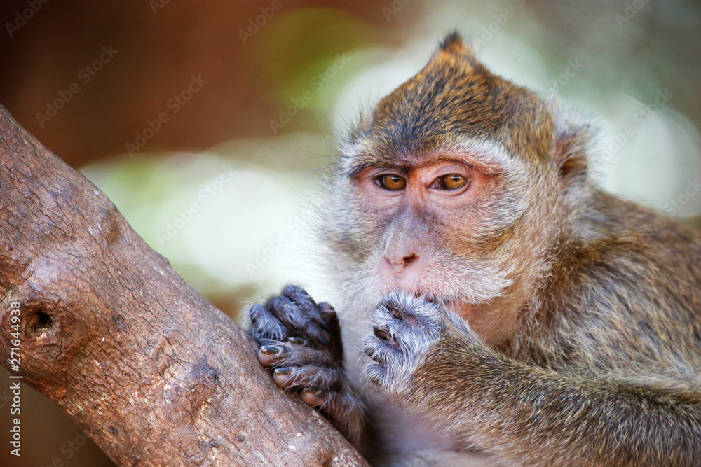 Obraz premium Macaque, Phuket, Thailand