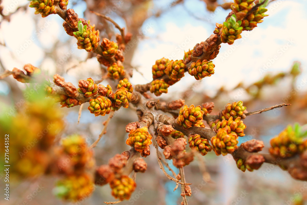 Flowering sea buckthorn in the garden. Close-up. Background.