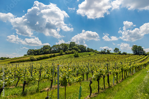 green vineyard landscape 