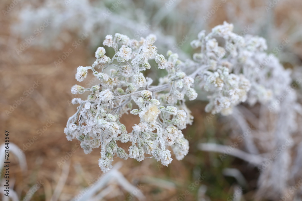 Naklejka premium Flowers with frost in winter