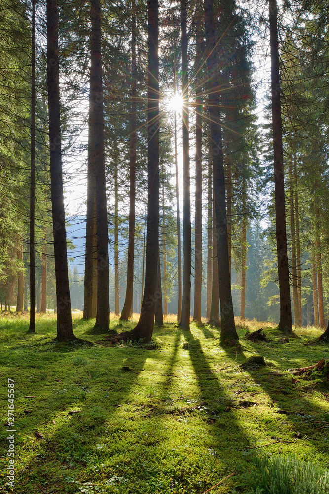 Italy, Dolomites, Trentino-Alto Adige, Forest in Val Venegia, Parco Naturale Paneveggio Pale Di San Martino Italy, Dolomites, Trentino-Alto Adige, Forest in Val Venegia, Parco Naturale Paneveggio Pale Di San Martino