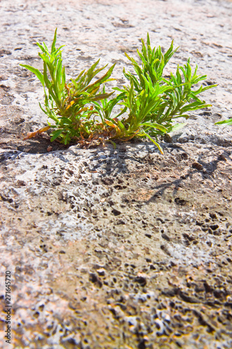 Small plant was born in an improbable place - power of life concept image