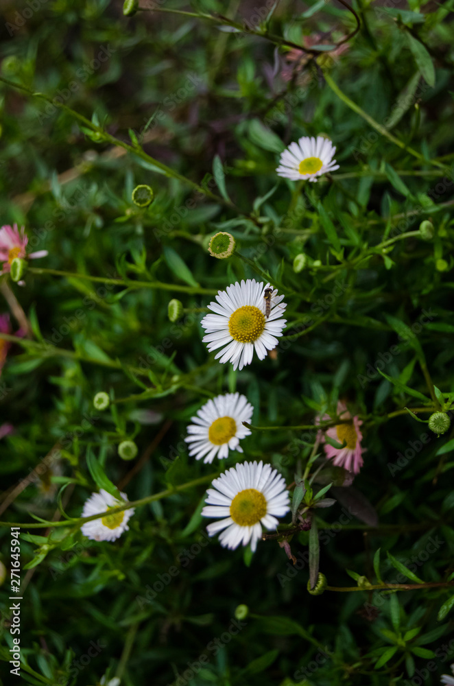 field of daisies field of daisies