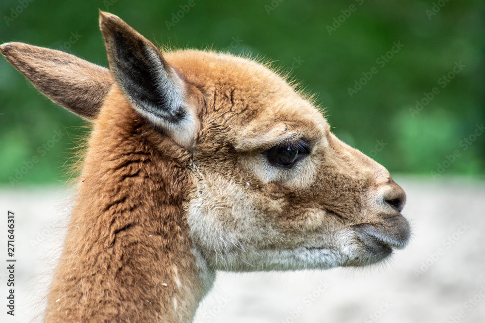 Obraz premium wikunia