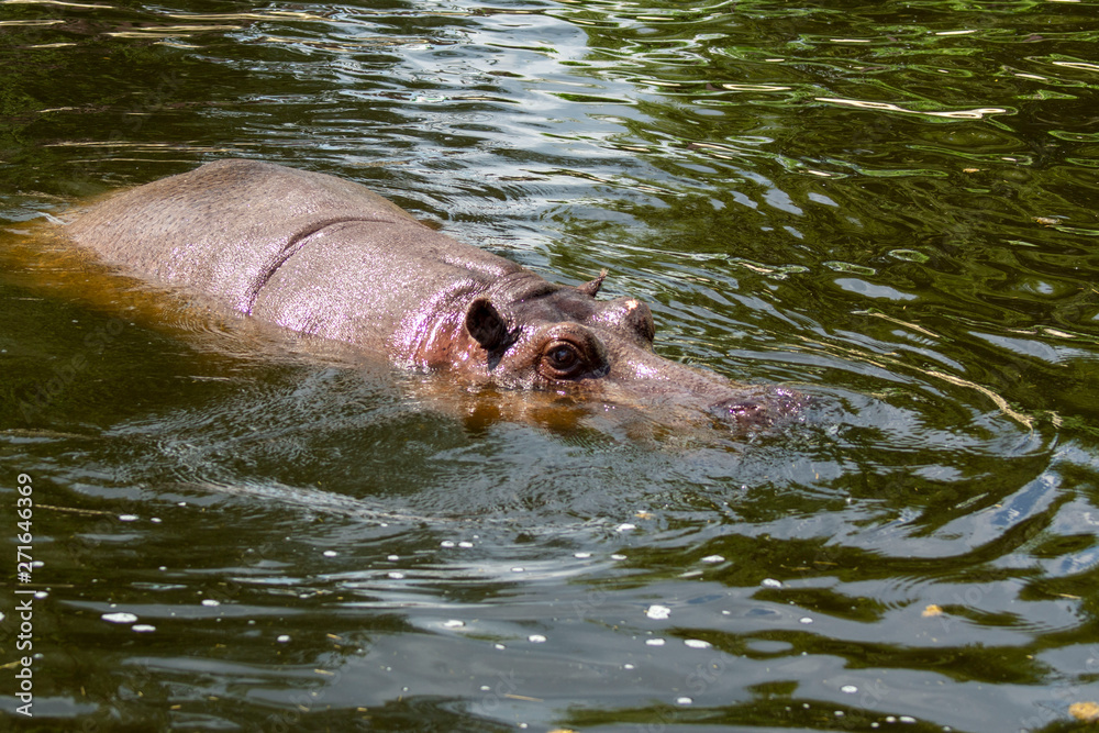 Fototapeta premium hipopotam