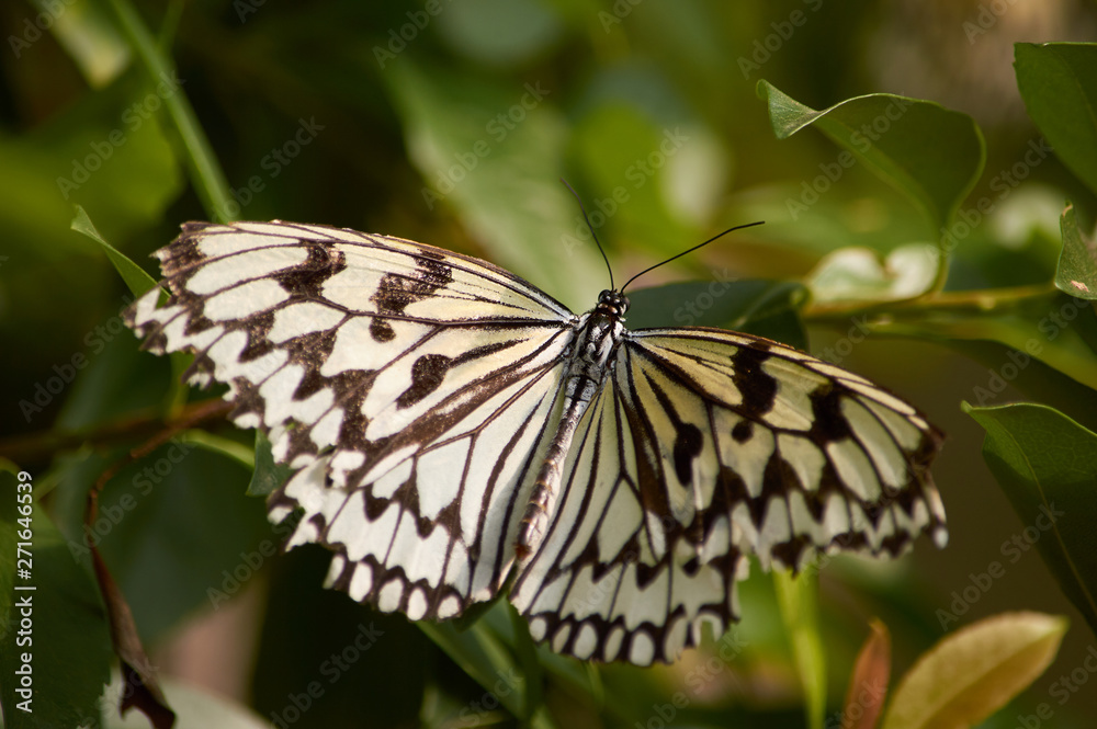 Rice Paper Butterfly (Idea leuconoe) or The Paper Kite Butterfly in Okinawa, Japan. Rice Paper Butterfly (Idea leuconoe) or The Paper Kite Butterfly in Okinawa, Japan.