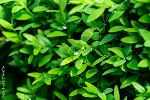 Close-up of bright shiny young green foliage of boxwood Buxus sempervirens with raindrops as the perfect backdrop for any natural theme. Boxwood wall in natural conditions. Selective focus