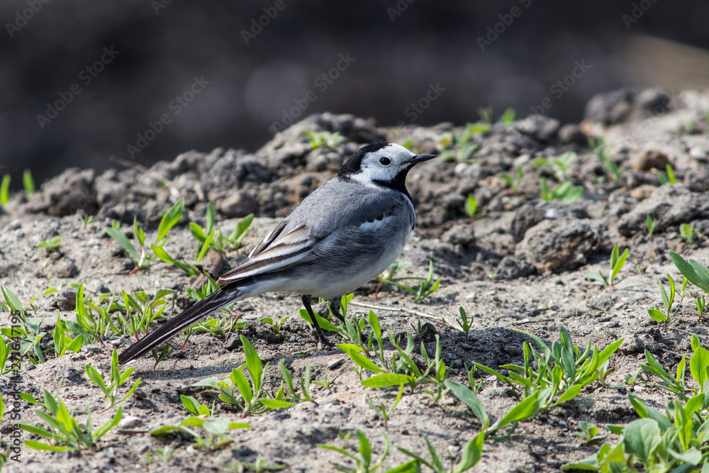 A lovely little wagtail sits on the ground among a young grassland. A lovely little wagtail sits on the ground among a young grassland.
