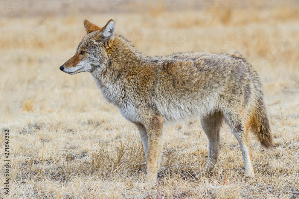 Wildlife of Colorado - Wild Coyote at Rocky Mountain Arsenal National Wildlife Refuge