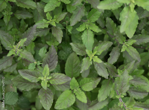 Wallpaper Mural Plant of basil grows in a garden,Close-up Torontodigital.ca