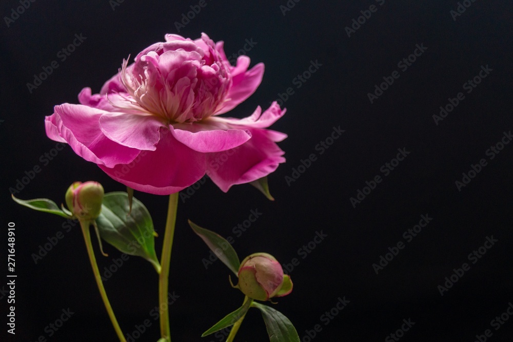 Beautiful background with pink peony flower Beautiful background with pink peony flower