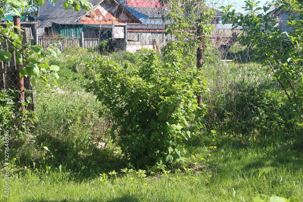 Garden in spring Garden in spring
