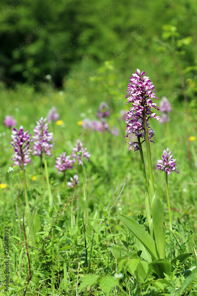 Des orchidées sauvages dans la prairie Des orchidées sauvages dans la prairie