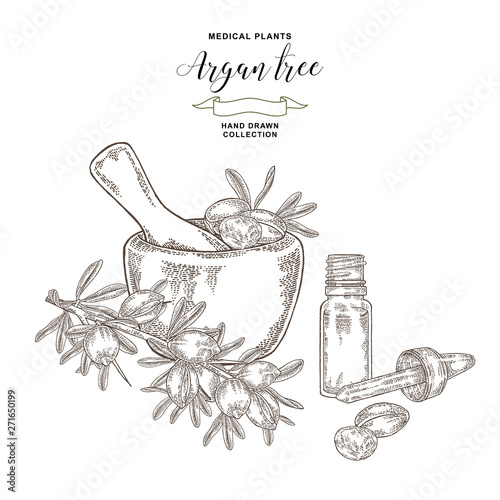 Argan tree, argania spinosa nuts, leaves, wooden bowl and glass bottle of oil. Medical and cosmetic plants. Vector illustration engraved.