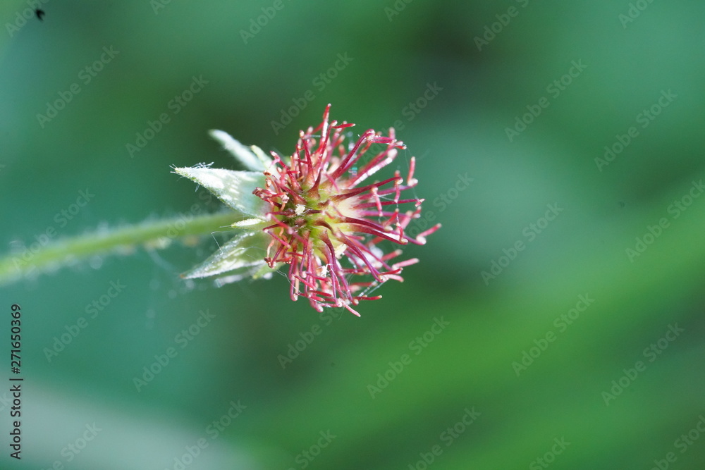 real wild micro flowers and small insects real wild micro flowers and small insects