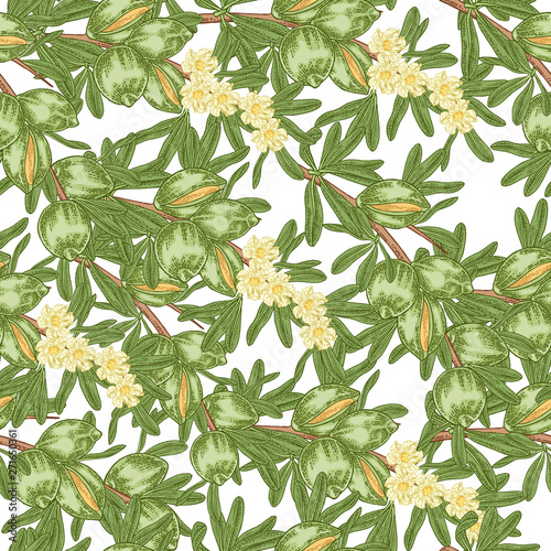 Argan tree, argania seamless patern. Green nuts and leaves of argania spinosa. Medical plants. Vector illustration hand drawn.