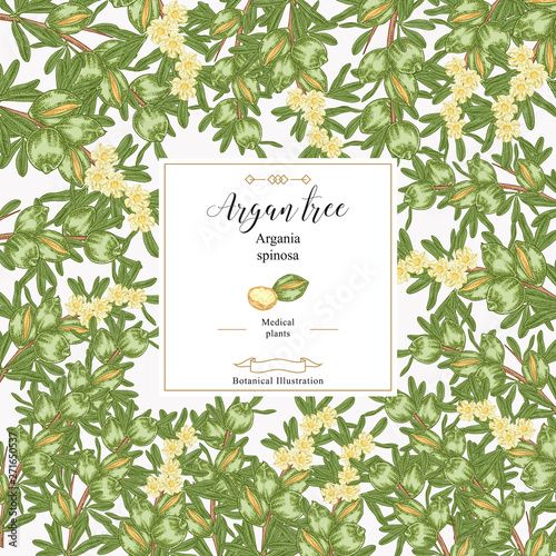 Argan tree, argania spinosa square background. Colorful nuts, leaves and flowers. Medical and cosmetic plants. Vector illustration botanical.