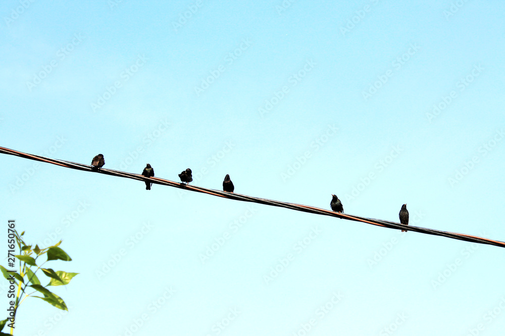 A flock of black birds on a wire A flock of black birds on a wire