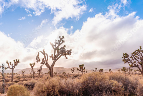 Desert landscape with Joshua trees and mountains on horizon. California  USA.