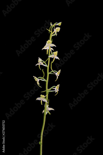 Greater Butterfly Orchid, Platanthera chlorantha, photographed onsite against black. Lunigiana, Italy. photo