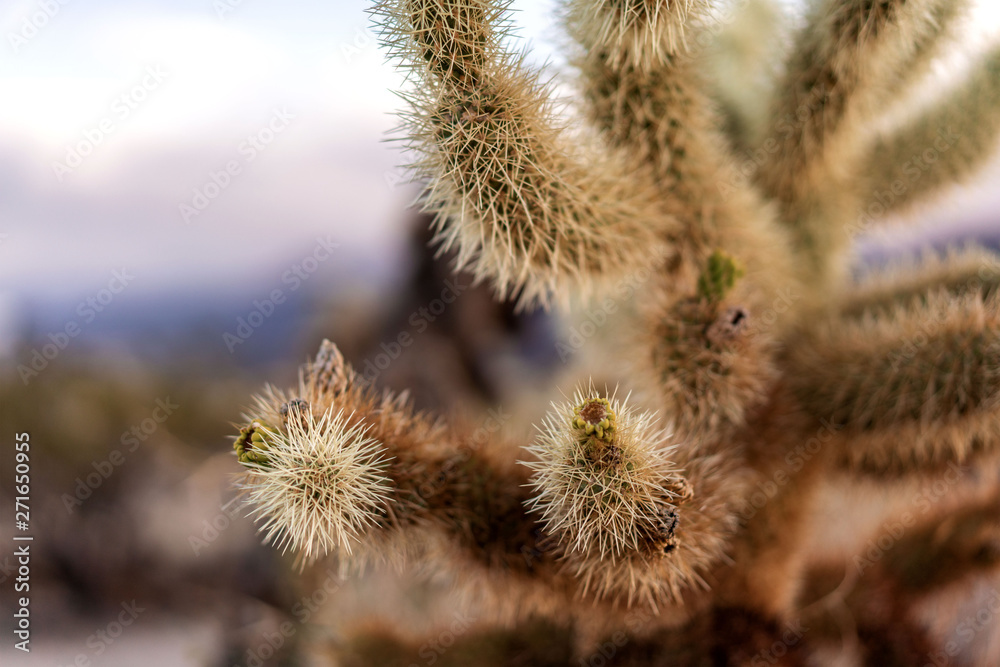 Obraz premium Cholla cactus close up photo.