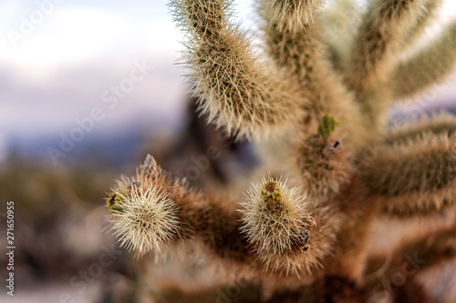 Cholla cactus close up photo.
