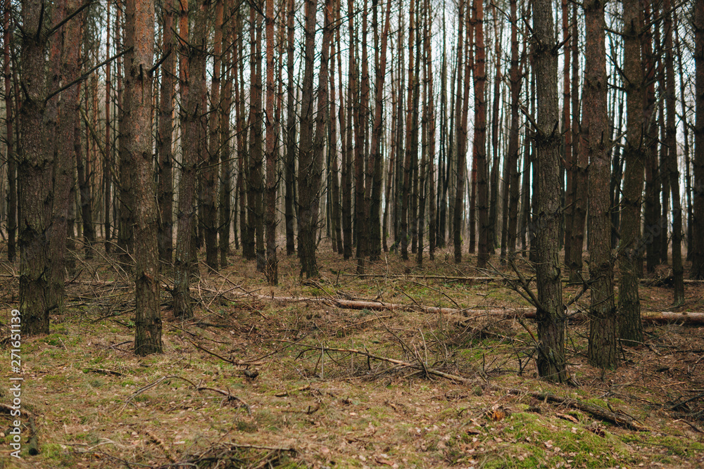 Fototapeta premium inside of a pine forest