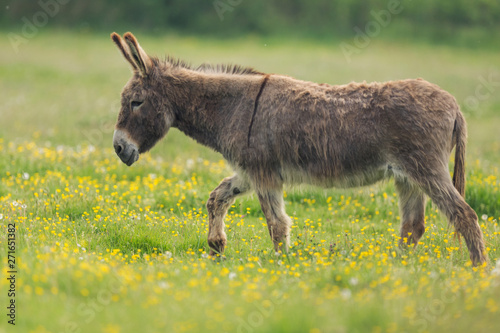 donkey in the meadow
