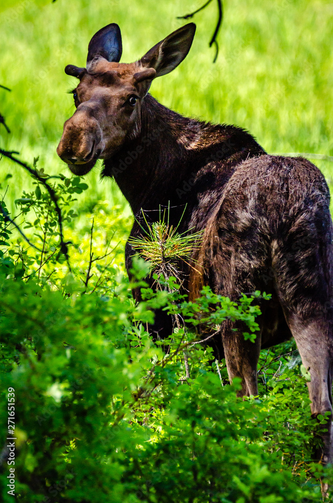 Young Bull Moose At Turnbull National Wildlife Refuge