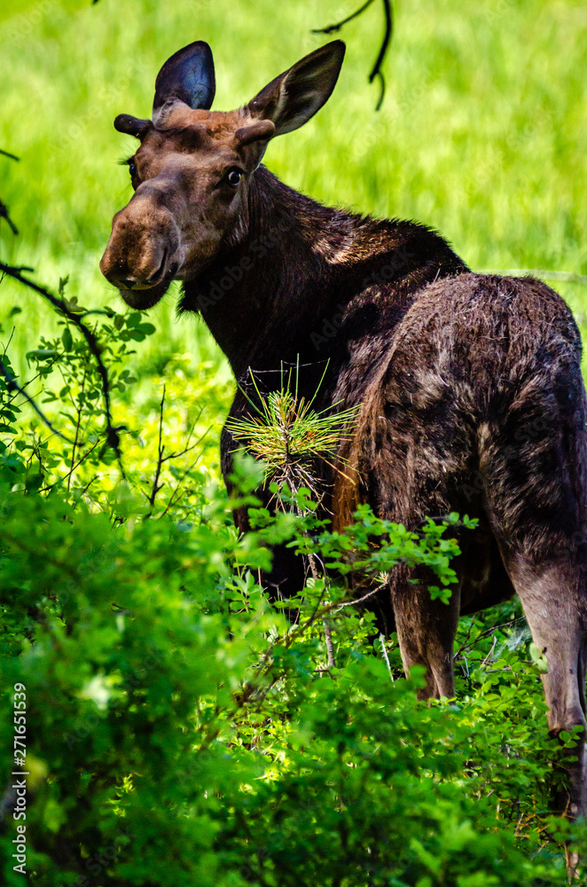 Young Bull Moose At Turnbull National Wildlife Refuge Young Bull Moose At Turnbull National Wildlife Refuge
