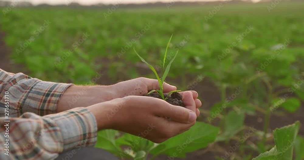 Green plant in farmer's hands field Green plant in farmer's hands field